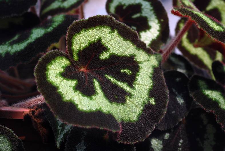 B. sinopicturata
